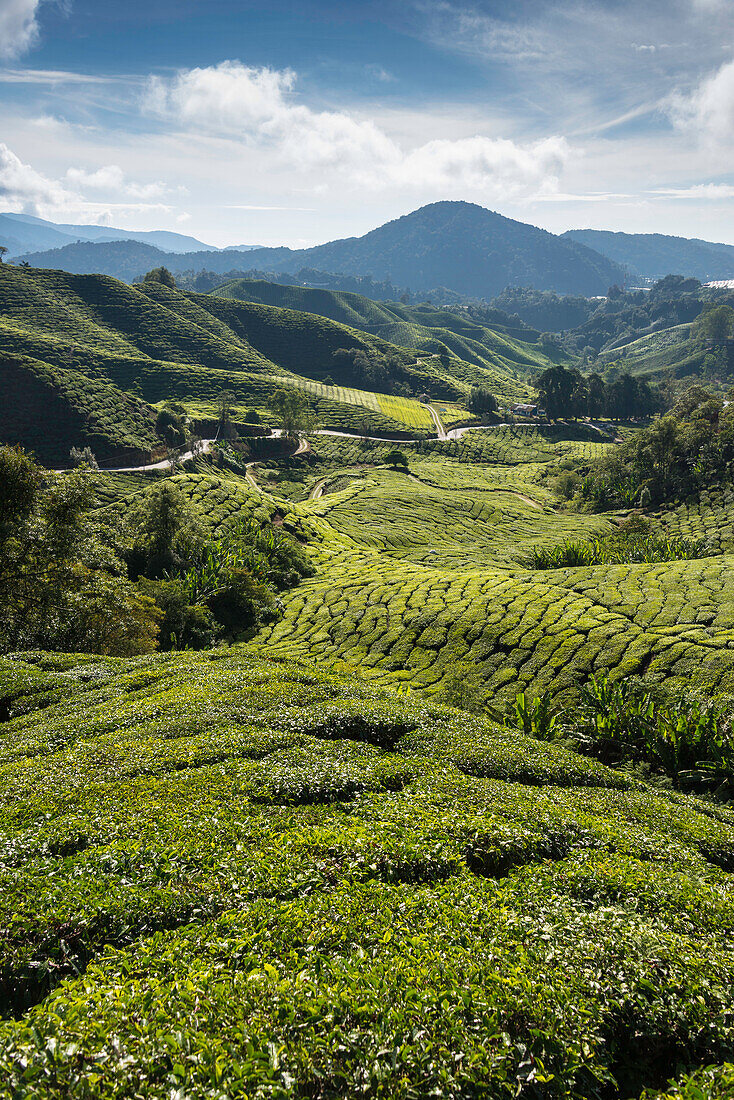 Tea plantations in the Cameron Highlands, Malaysia, Southeast Asia, Asia