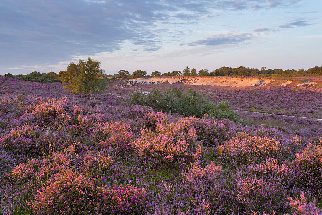 A view of the beautiful heathland with intense heather colours at Westleton Heath, Suffolk, England, United Kingdom, Europe