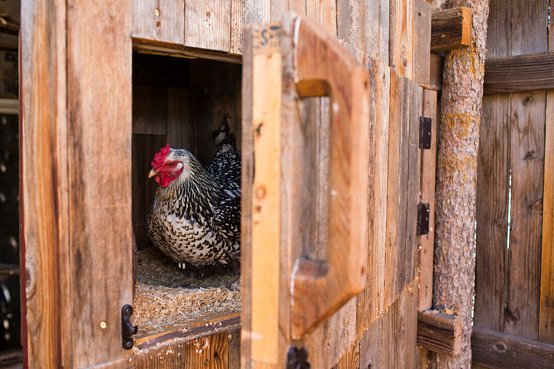 From small, homemade structures to large, elaborate homes, chicken coops are growing in popularity in the country.