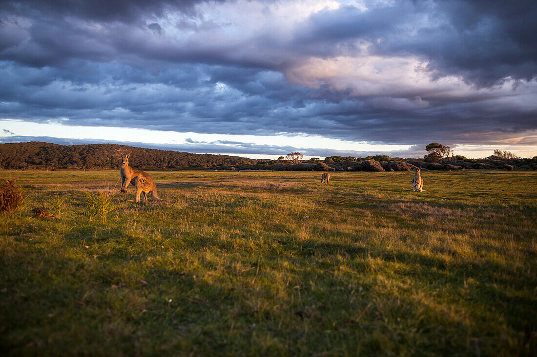 A group of kangaroos graze the grassy meadows of Narawntapu National Park.