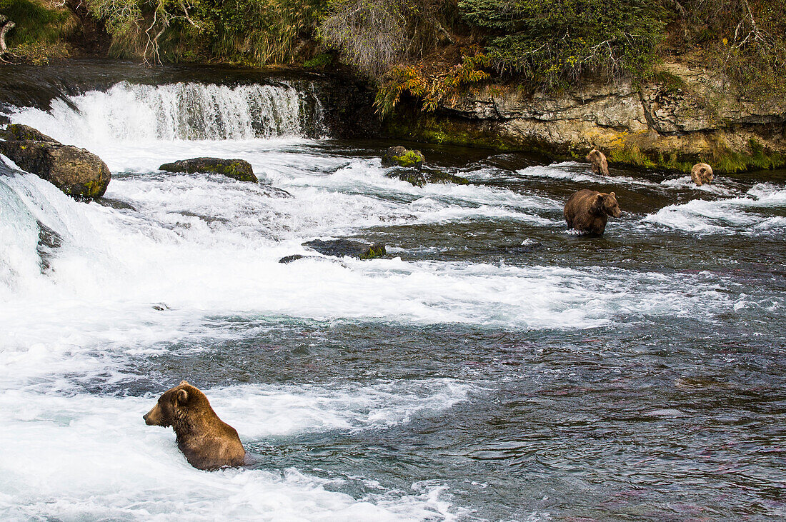 Grizzly bears feeding on the Brooks River on spawning salmon
