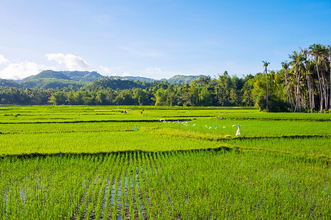 Lush green rice fields, Siquijor Island, Philippines