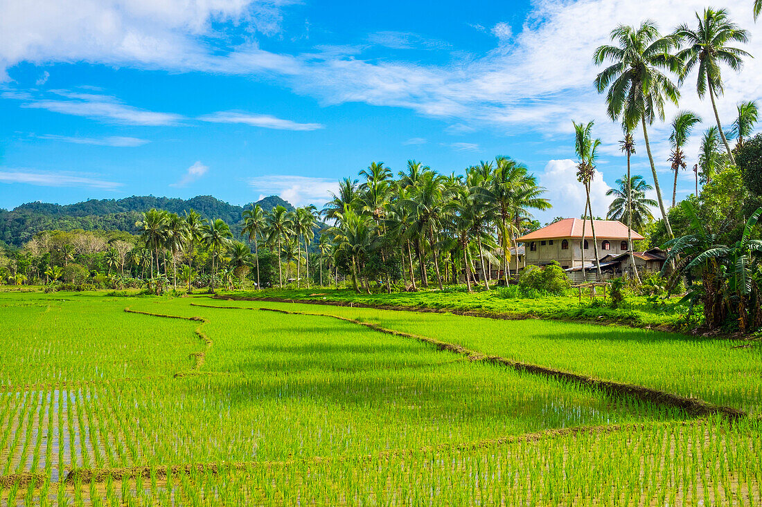 Lush green rice fields, Bohol, Philippines