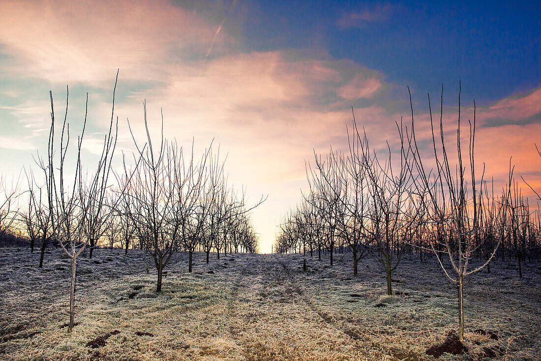 Orchard in early morning