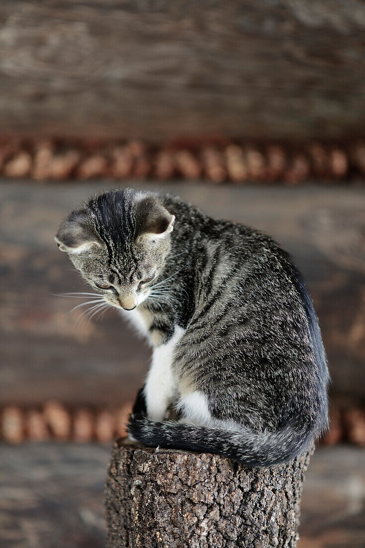 Cat on wooden stool.