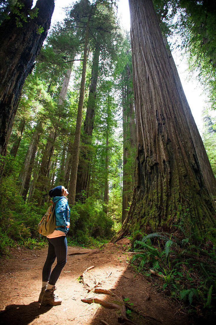 A hiker looks up through the sunlight at a giant Redwood Tree in Stout Grove, Jedediah Smith Redwoods State Park.