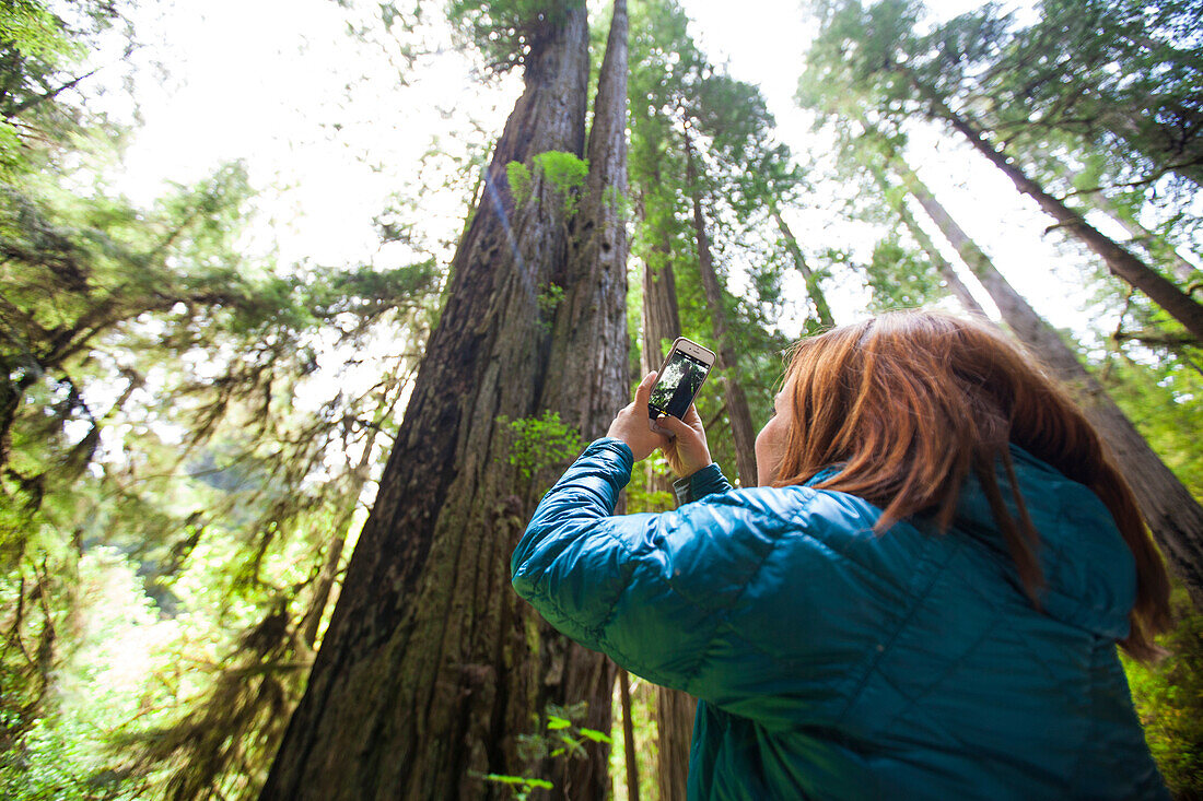 A woman takes a picture of a giant Redwood Tree with her smartphone in Jedediah Smith Redwoods State Park.