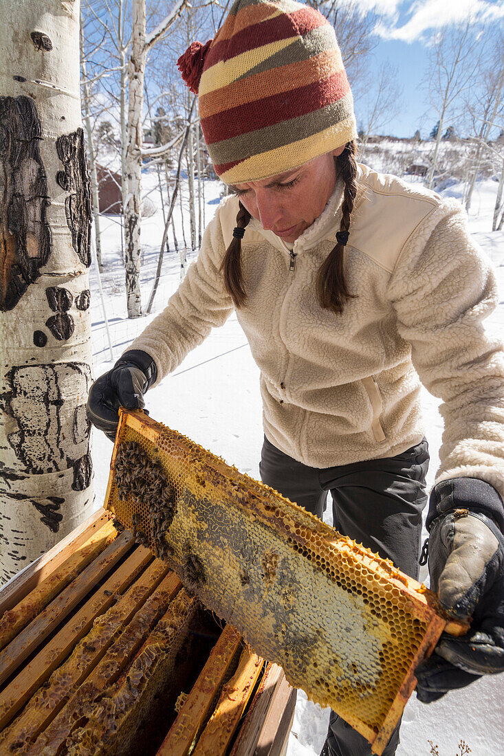 A woman opens a beehive in the winter to check on the honey supply, Ridgway, Colorado.