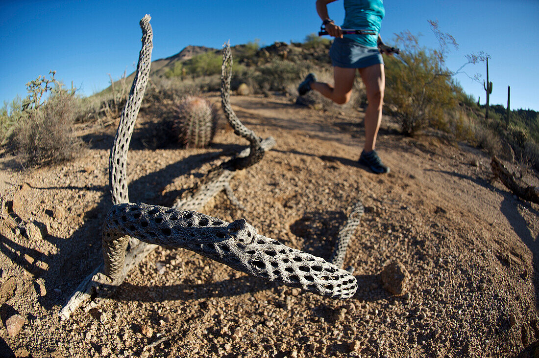 Woman trail running in Usery Mountain Park, Phoenix, Arizona November 2011.  The park is known for spring wildflowers and varieties of cactus.