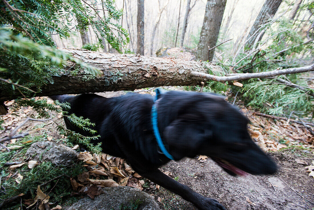 A dog sliding under a tree that fell across a trail in the woods.