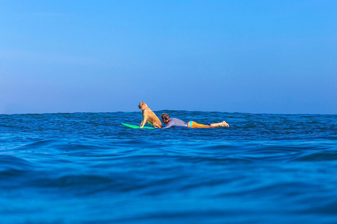 Surfer with a dog on the surfboard.