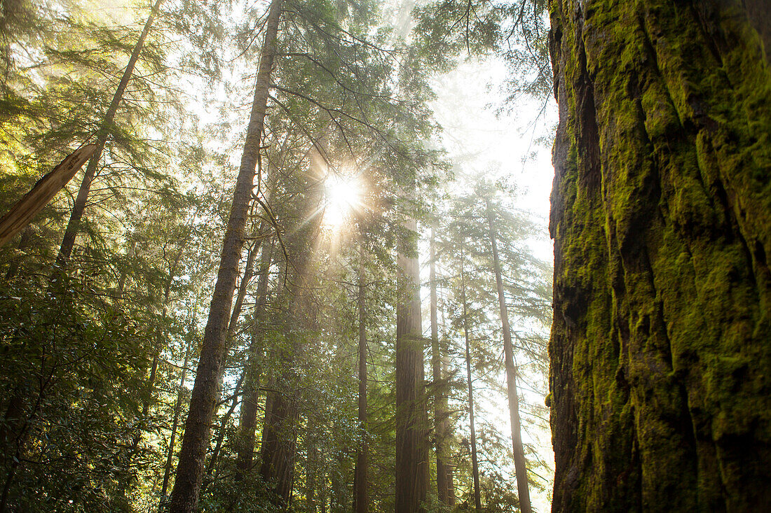 Redwoods National Park scenics