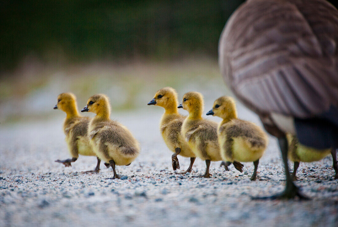 An adult Canada goose Branta canadensis and several goslings walk over a gravel surface.