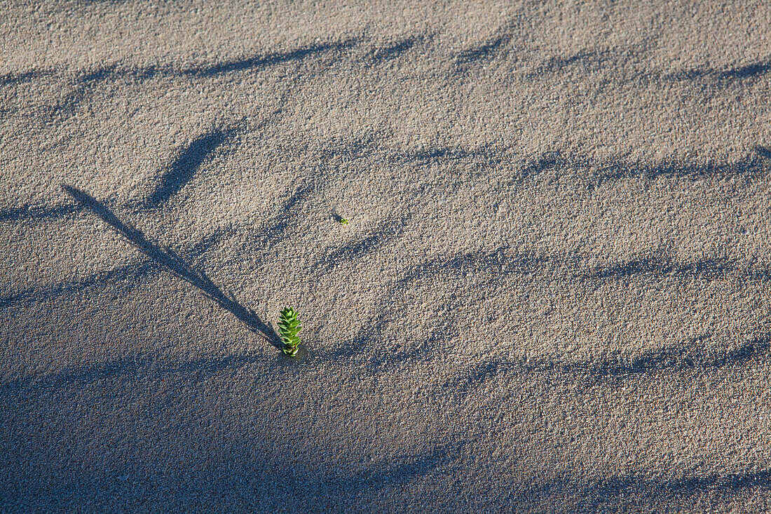 Very low point of view of Green small desert plant coming out from the sand dunes