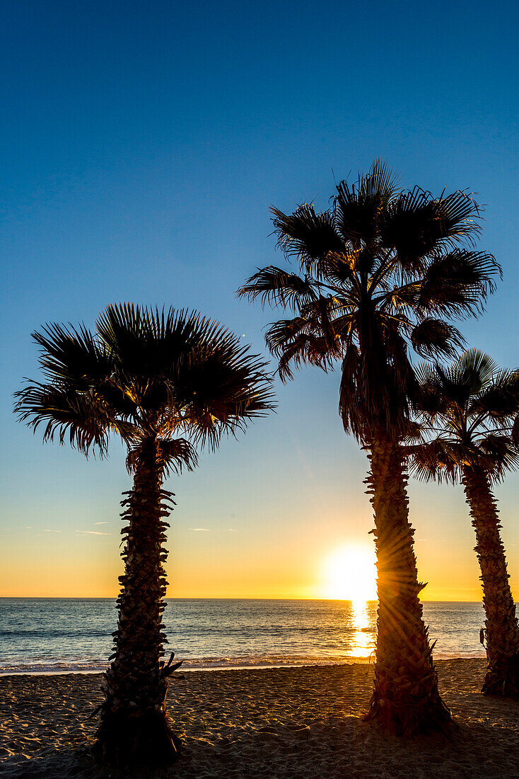Doheny Beach Sunset behind the palms