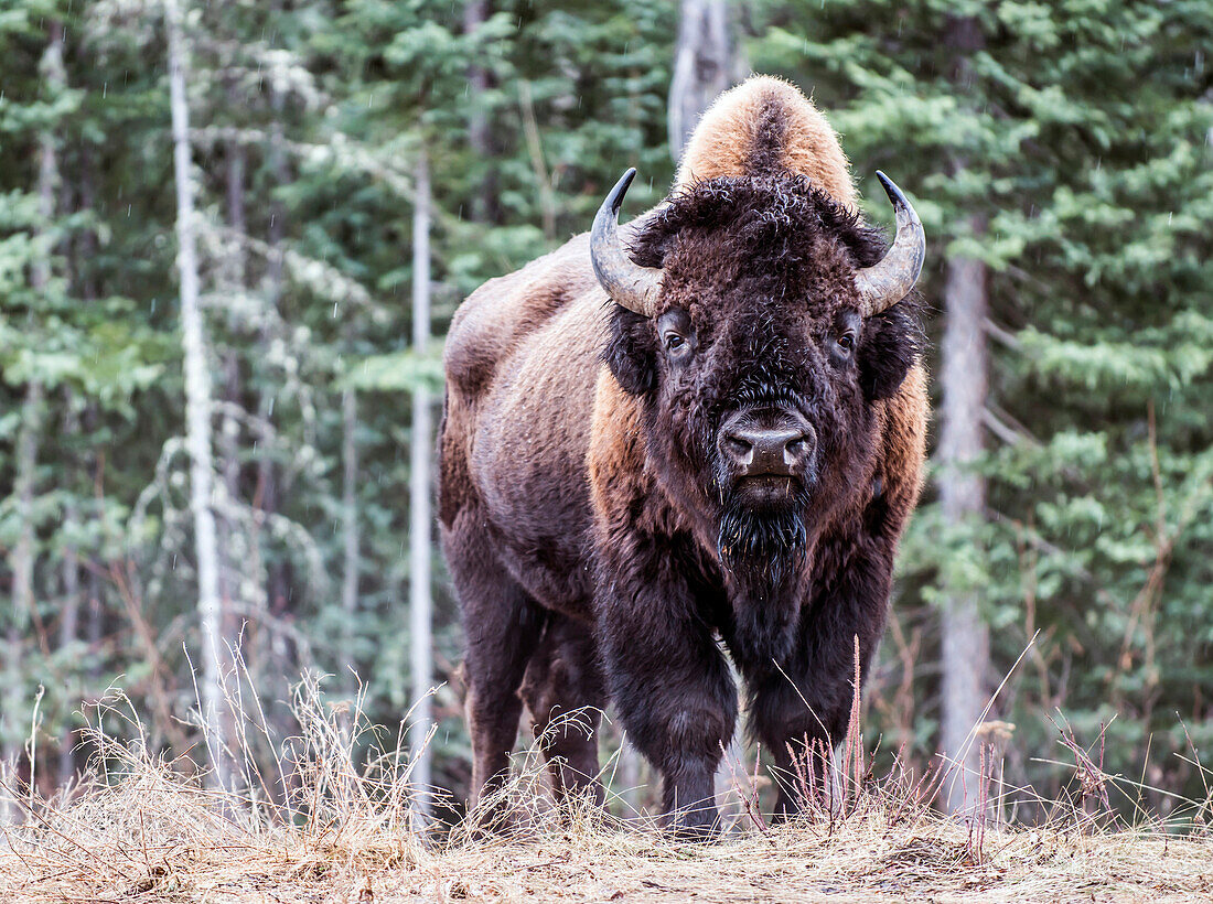 North American Bison in British Columbia Canada.