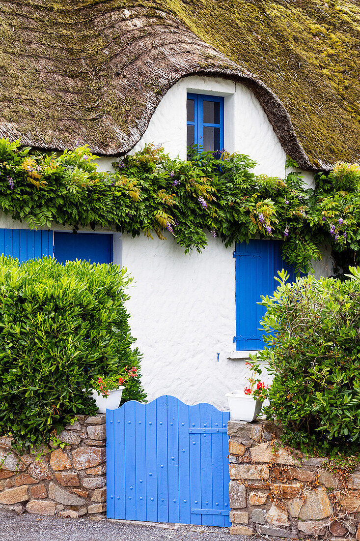 Reetgedecktes Haus, blaue Fensterläden, Ile de Fédrun, Bretagne, Frankreich