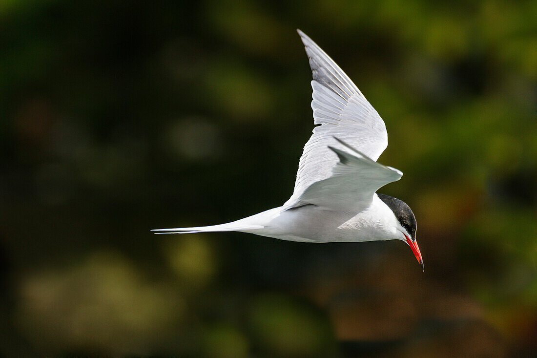 Flussseeschwalbe im Flug, Sterna hirundo, Bretagne, Frankreich