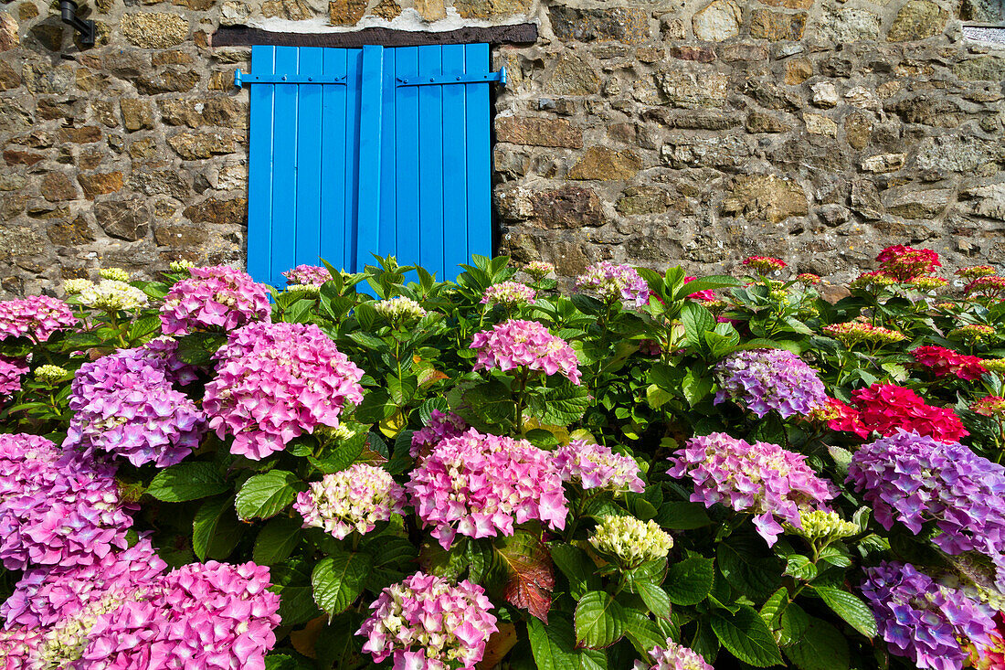 Altes Steinhaus mit blauen Fensterläden und Gartenhortensien, Bretagne, Frankreich
