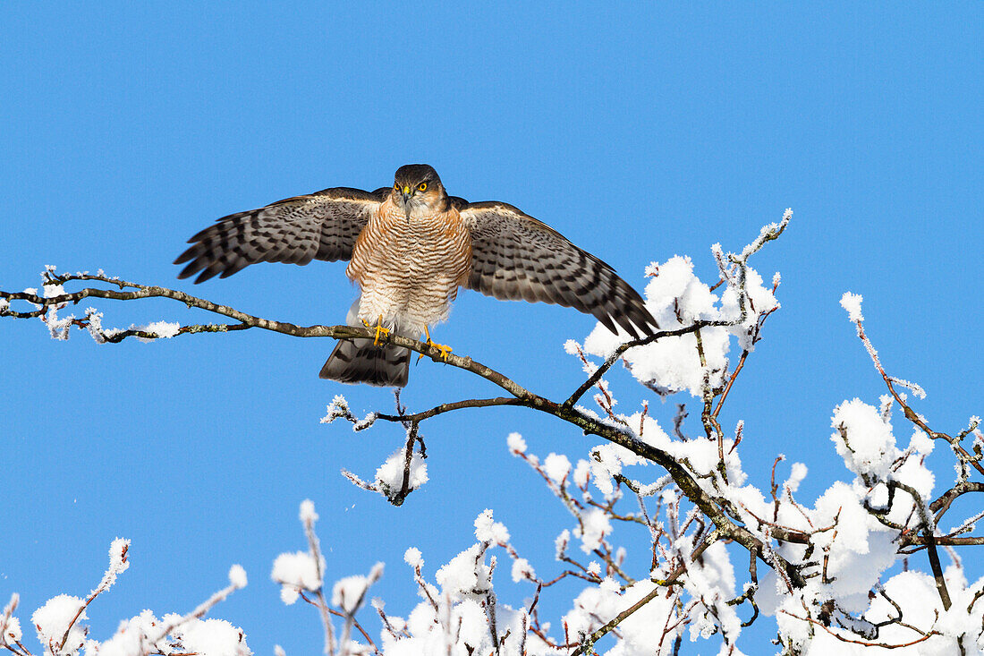 Sparrowhawk male in winter, Accipiter nisus, Upper Bavaria, Germany, Europe