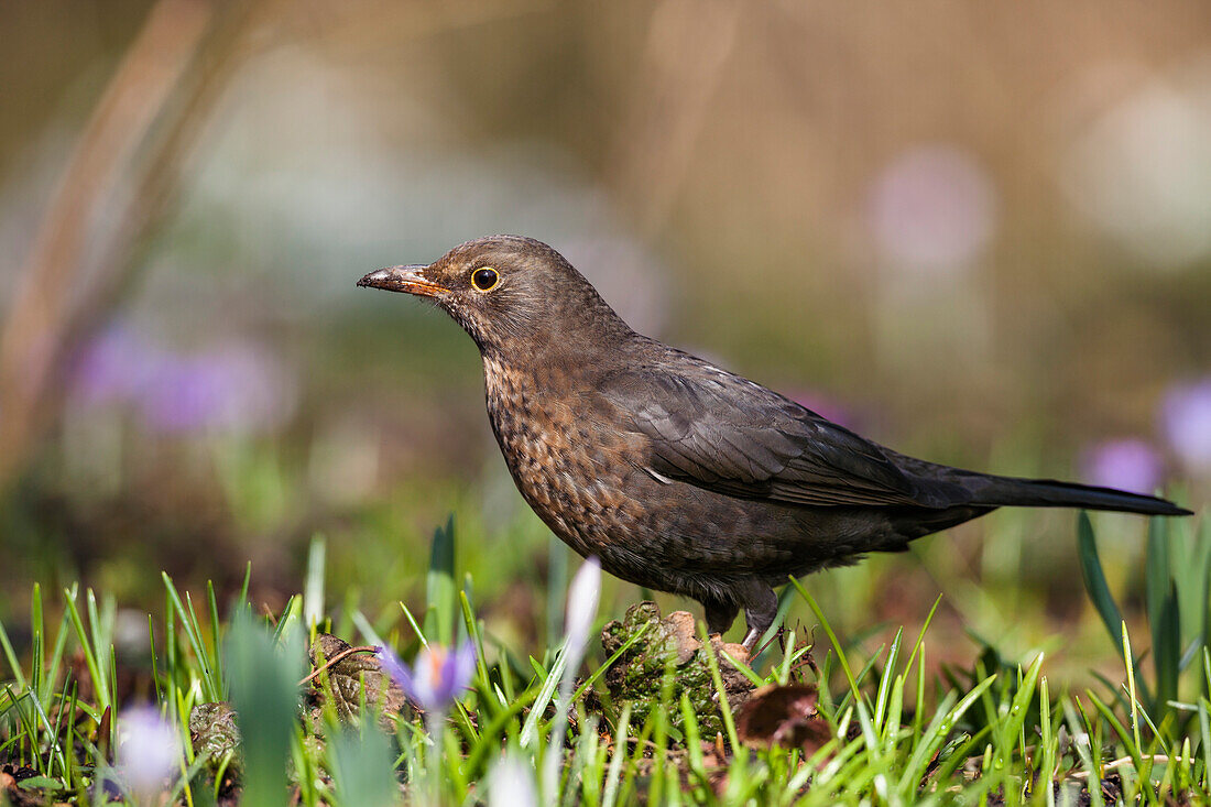 Black Bird female, Turdus merula, Bavaria, Germany, Europe