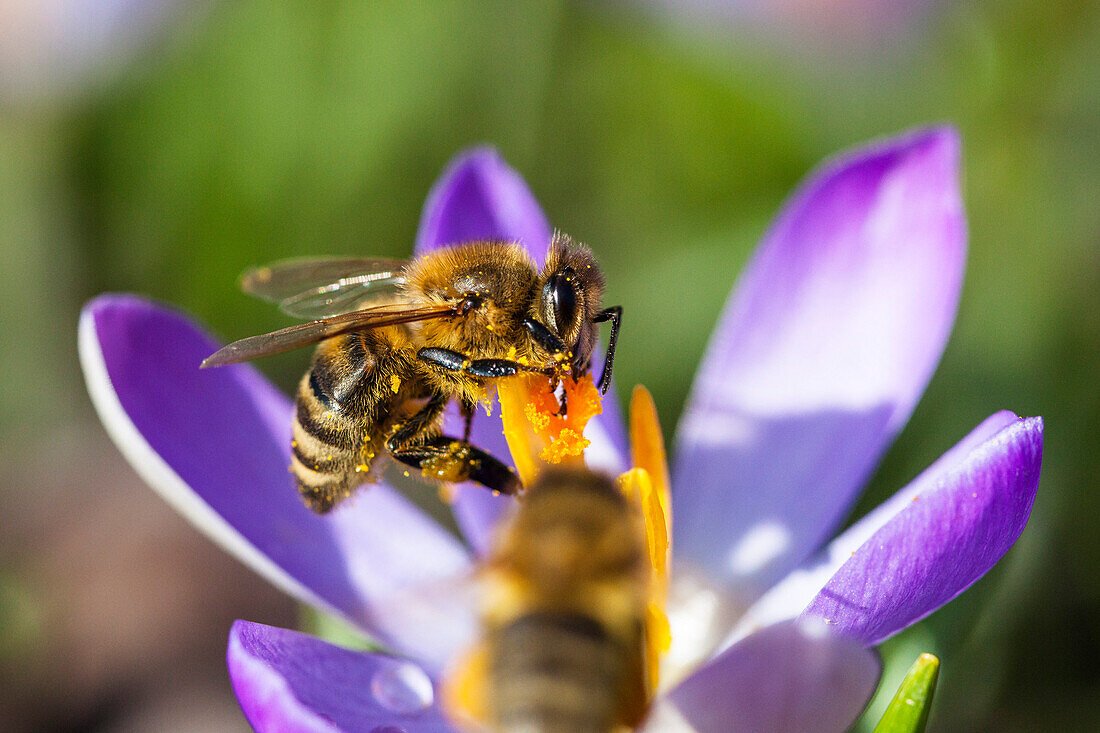 Honigbiene an Krokous-Blüte im Garten, Apis mellifera, Bayern, Deutschland