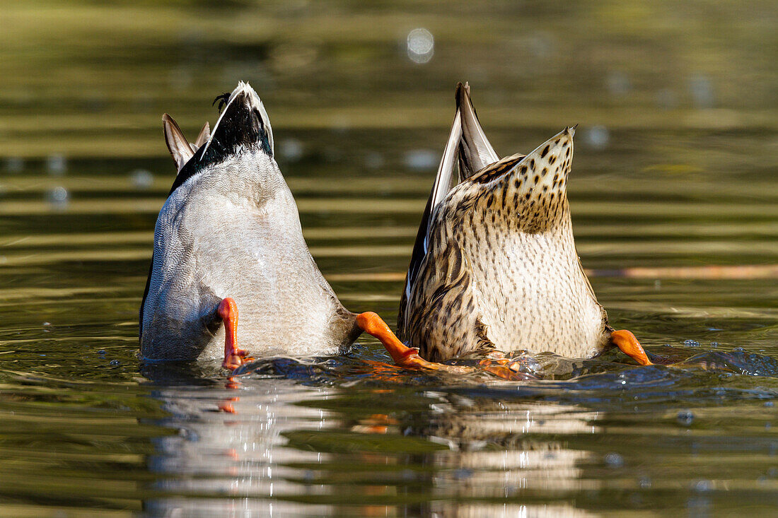 Mallards feeding, Anas platyrhynchos, Germany, Europe