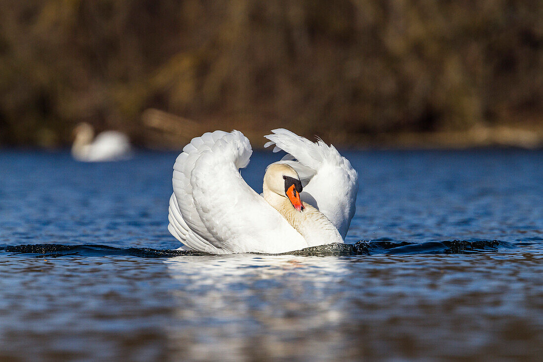 Mute Swan, aggressive male, Cygnus olor, Upper Bavaria, Germany, Europe