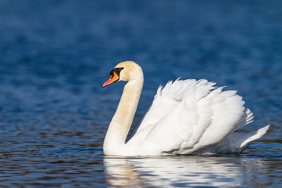 Höckerschwan, Cygnus olor, Oberbayern, Deutschland