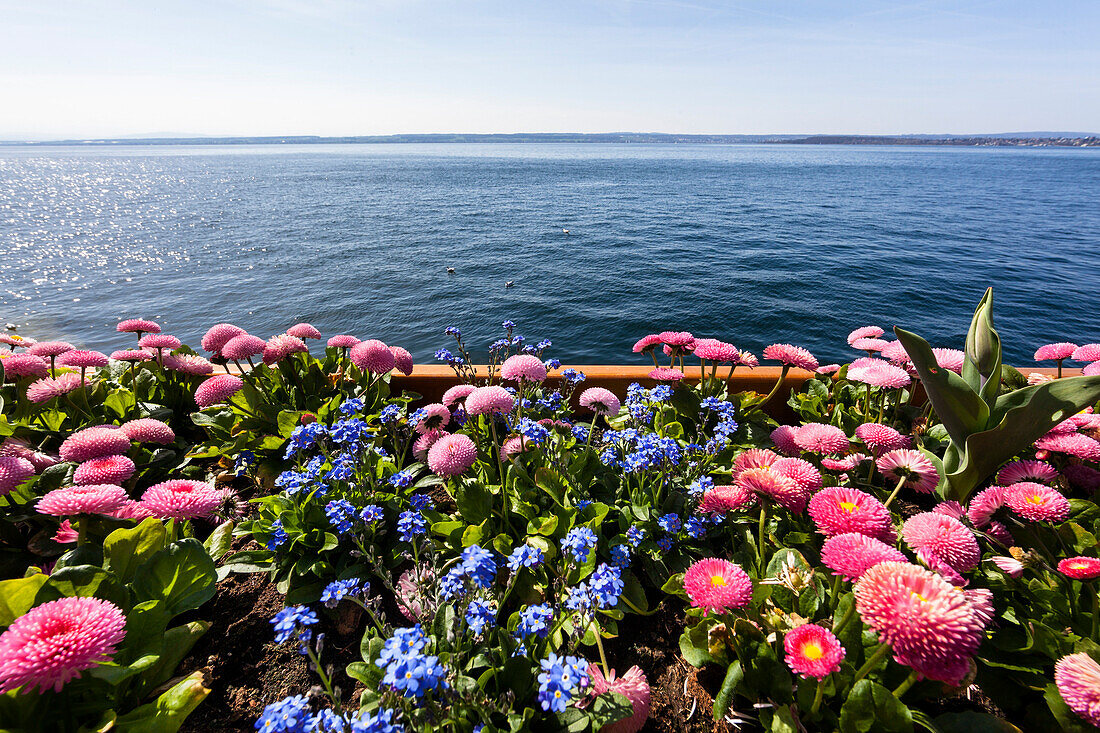 daisies and forget-me-not, flowers on the promenade at the lakefront of Meersburg at lake Constance, Baden-Wuerttemberg, Germany, Europe