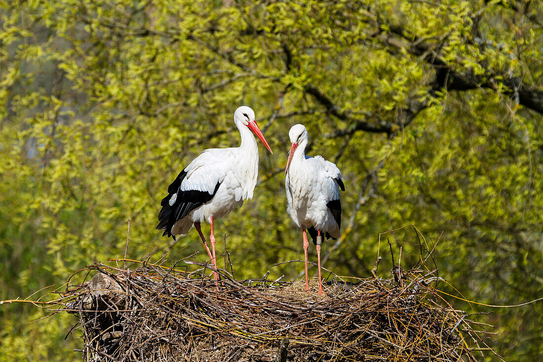 White Storks pair on nest, Ciconia ciconia, Europe