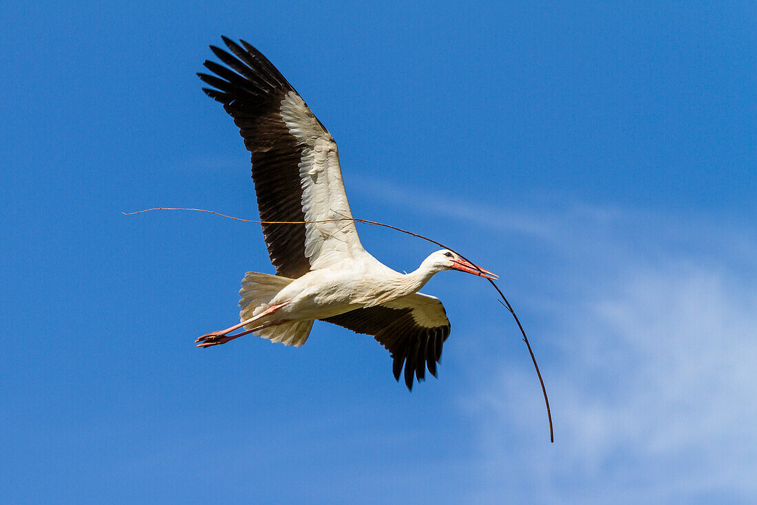 Weißstorch im Flug mit Nistmaterial, Ciconia ciconia, Europa