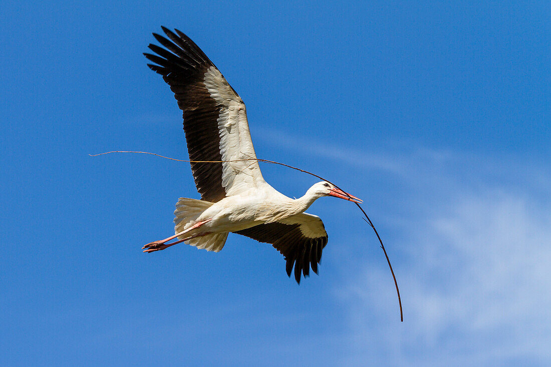 White Stork in flight with nesting material, Ciconia ciconia, Europe