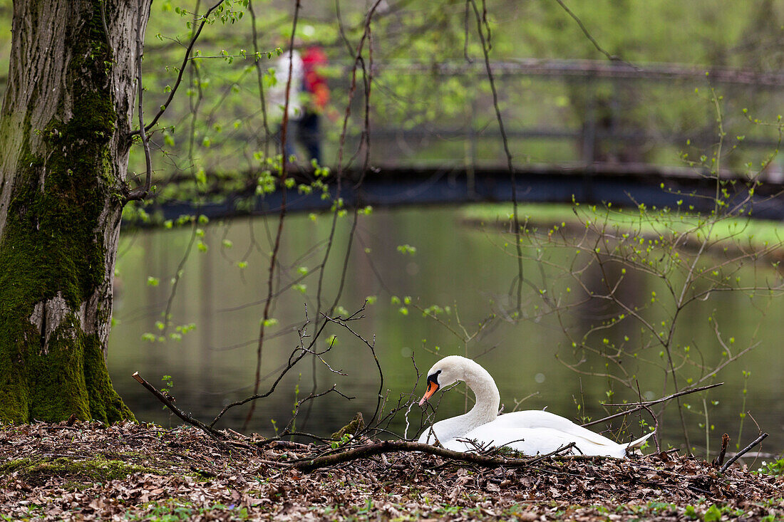 Mute Swan on nest, Cygnus olor, Park, Munich, Upper Bavaria, Germany, Europe