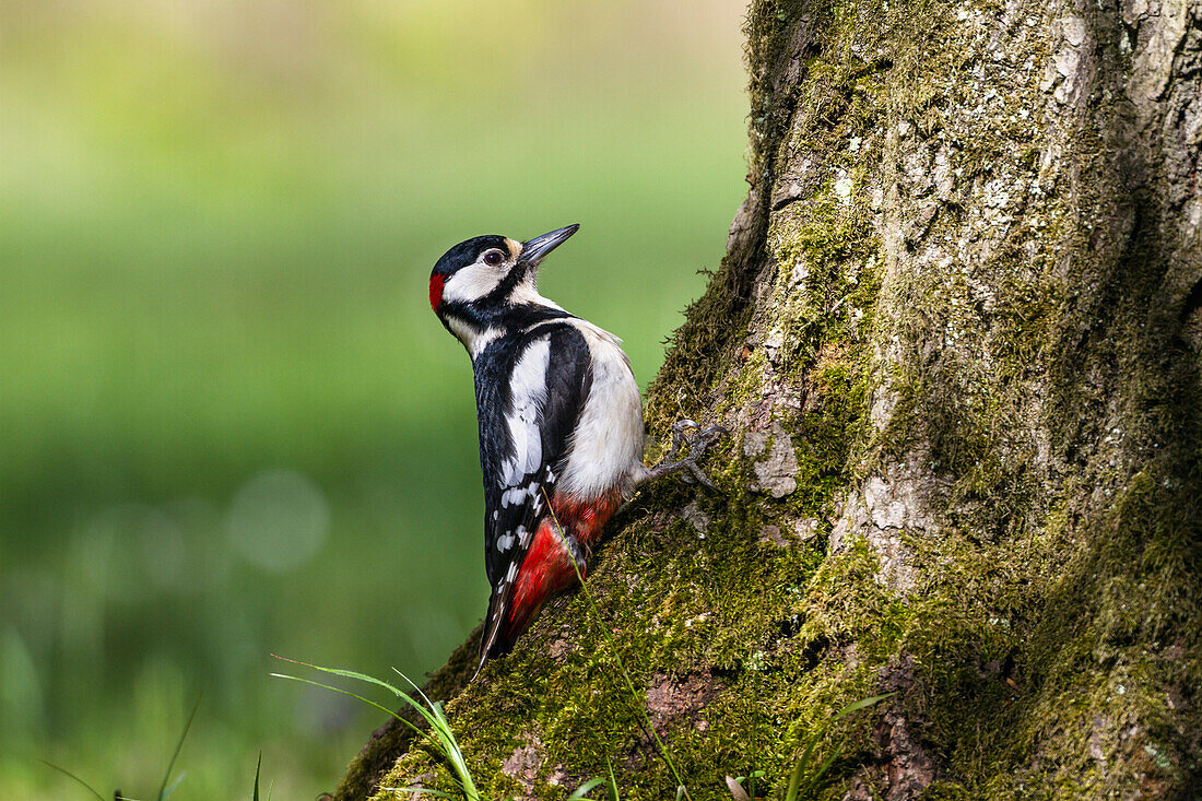 Großer Buntspecht, Picoides major, Männchen, Bayern, Deutschland