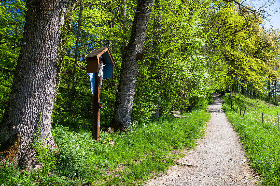 hiking trail, path near the Murnau Moor, crucifix, Upper Bavaria, Germany, Europe