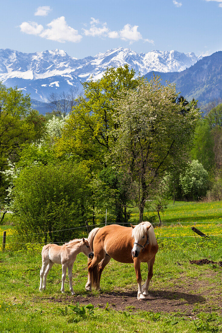 Haflinger bei Murnau mit Wettersteingebirge, Alpen, Oberbayern, Deutschland