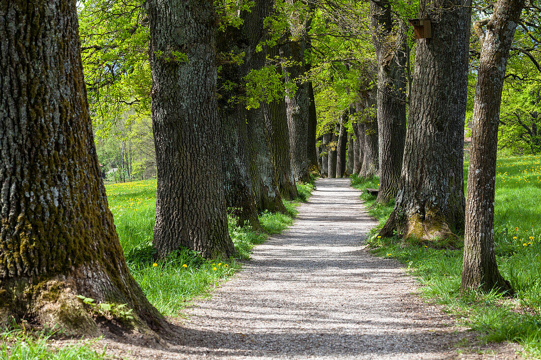 Eichen-Allee im Frühling, Kottmüller-Allee, Murnau, Oberbayern, Deutschland