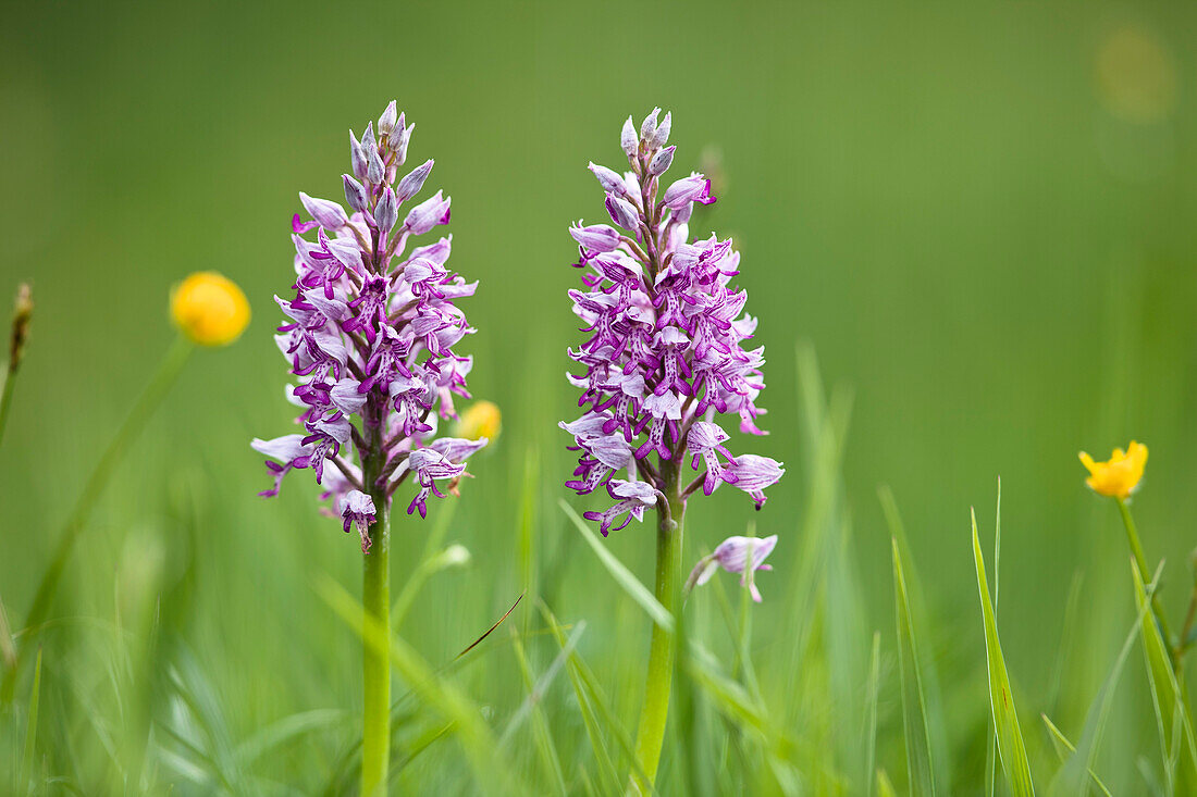 Salep, Helmknabenkraut, Orchis militaris, Bayern, Deutschland