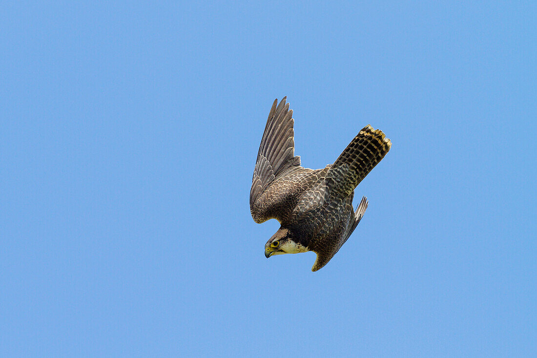 Lanner nosediving, Falco biarmicus, male, Europe, captive