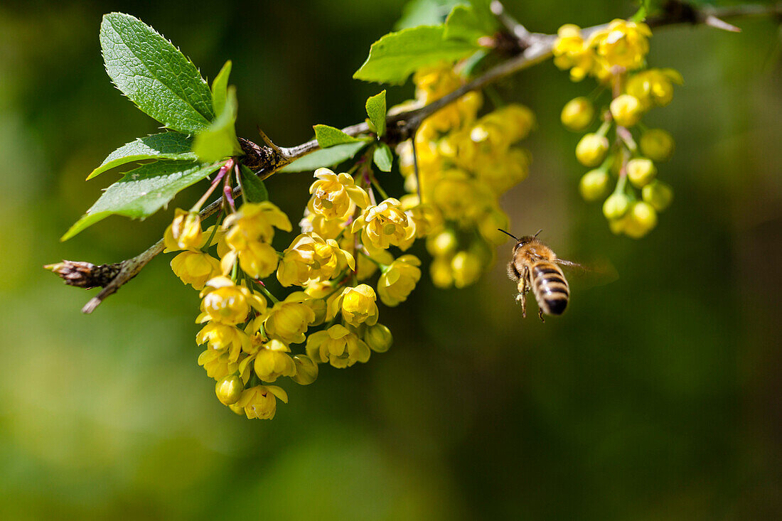 Honigbiene an Berberitzenblüte, Apis mellifera, Berberis vulgaris, Bayern, Deutschland