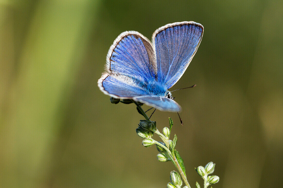 Blue, blue butterfly, Northern Italy, Europe