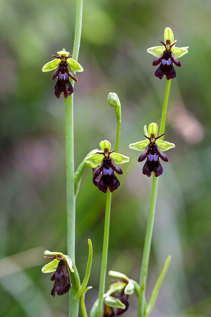 Fly Orchid, Ophrys insectifera, Upper Bavaria, Germany, Europe