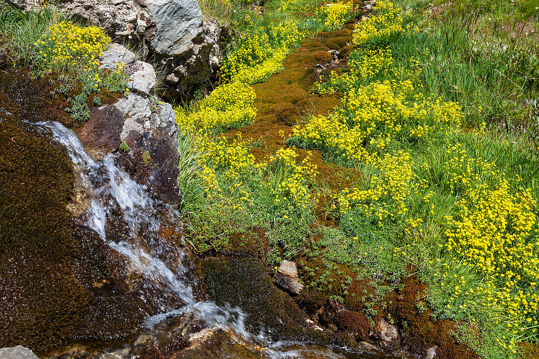 spring with yellow saxifrage flowers, Saxifraga aizoides, Queyras, Alps, France, Europe