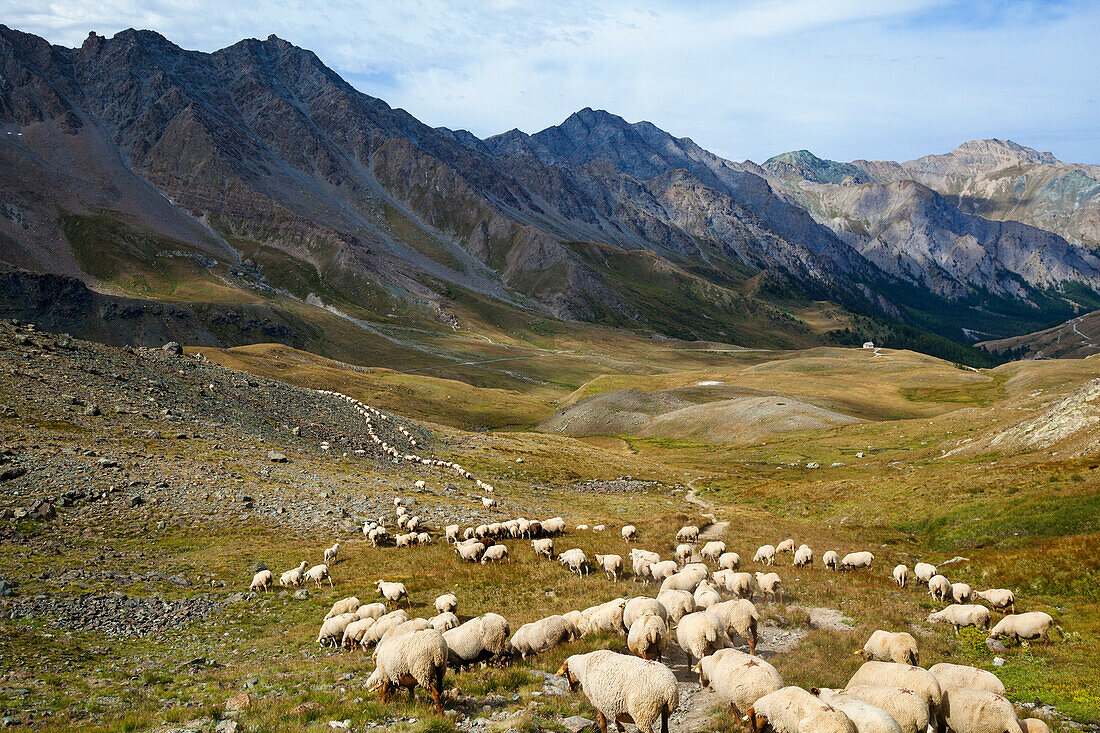 Schafherde in Berglandschaft, Naturpark Queyras, Departement Hautes-Alpes, Region Provence-Alpes-Côte d’Azur, Alpen, Frankreich, Europa