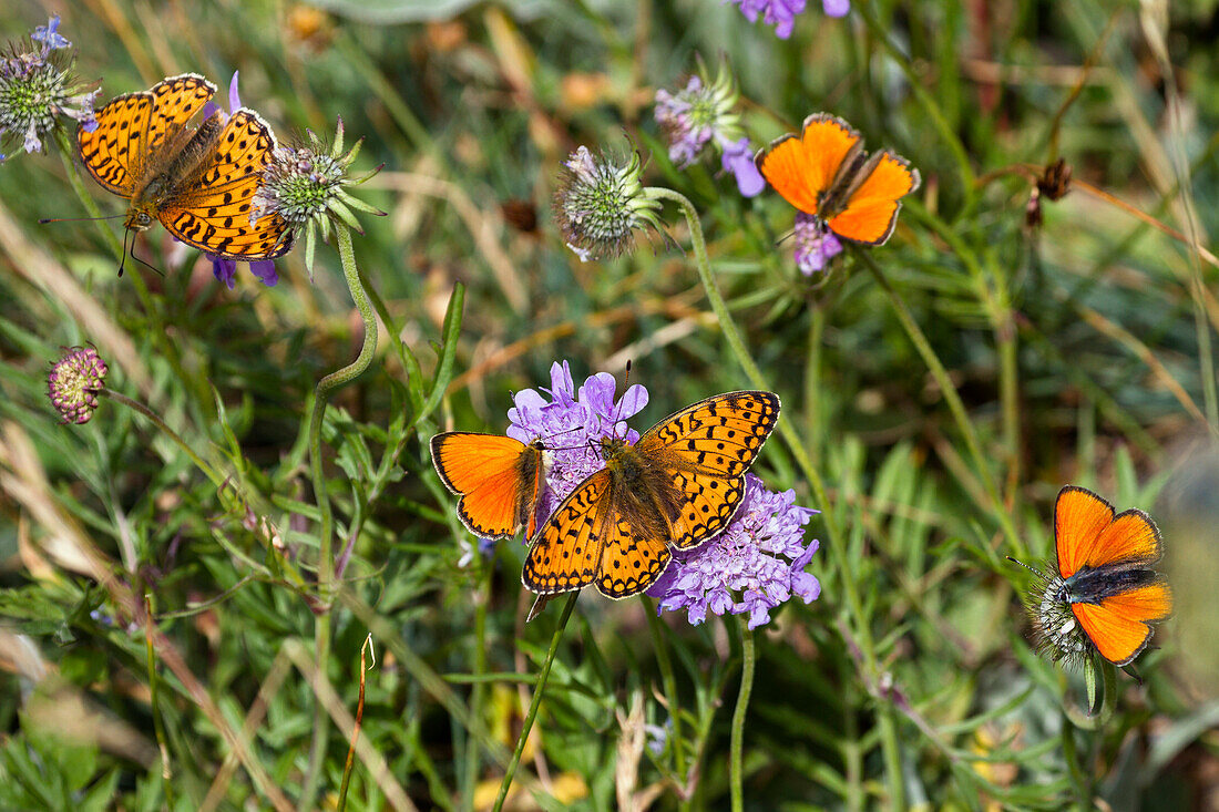 Butterflies, Fritillary, Argynnis sp., Scarce Copper, Lycaena virgaureae, Queyras, Alps, France, Europe