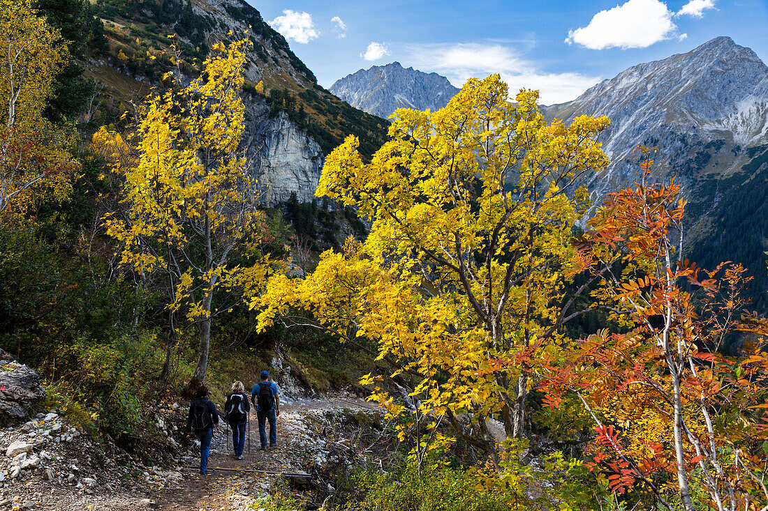 Hiking, Maple in fall, Acer pseudoplatanus, Austria, Europe