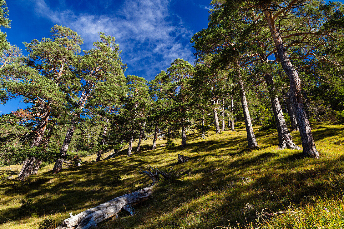 Fir forest in autumn, Pinus sylvestris, Kramer mountain, Alps, Upper Bavaria, Germany, Europe