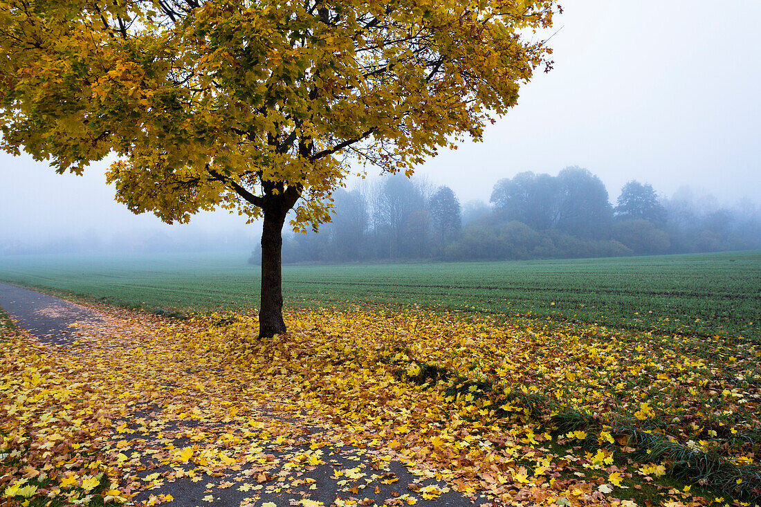 Maples in fall, Acer platanoides, mist, Upper Bavaria, Germany