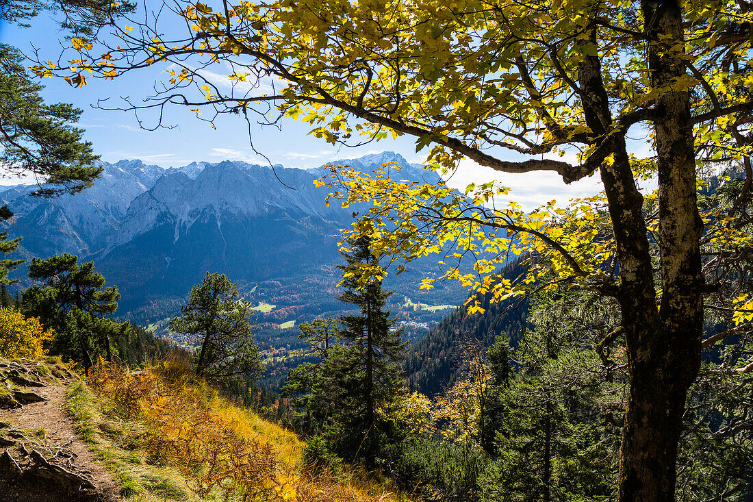 Bergwald, Mischwald im Herbst, Blick vom Kramer auf Garmisch mit Wettersteingebirge und Zugspitze, Oberbayern, Alpen, Deutschland